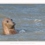 Observation de phoques gris en baie de Somme. A marée haute, les phoques viennent s'ébattre dans une anse naturelle à proximité des promeneurs. Saison : hiver - Lieu : Plages de la Maye, Le Crotoy, Baie de Somme, Somme,Picardie, Hauts-de-France, France. Observation of gray seals in the Bay of the Somme. At high tide, the seals come to frolic in a natural cove near the walkers. Season: winter - Location: Maye Beaches, Le Crotoy, Somme Bay, Somme, Picardy Hauts-de-France, France