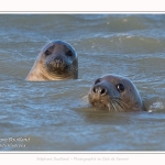 Observation de phoques gris en baie de Somme. A marée haute, les phoques viennent s'ébattre dans une anse naturelle à proximité des promeneurs. Saison : hiver - Lieu : Plages de la Maye, Le Crotoy, Baie de Somme, Somme,Picardie, Hauts-de-France, France. Observation of gray seals in the Bay of the Somme. At high tide, the seals come to frolic in a natural cove near the walkers. Season: winter - Location: Maye Beaches, Le Crotoy, Somme Bay, Somme, Picardy Hauts-de-France, France