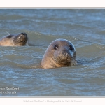 Observation de phoques gris en baie de Somme. A marée haute, les phoques viennent s'ébattre dans une anse naturelle à proximité des promeneurs. Saison : hiver - Lieu : Plages de la Maye, Le Crotoy, Baie de Somme, Somme,Picardie, Hauts-de-France, France. Observation of gray seals in the Bay of the Somme. At high tide, the seals come to frolic in a natural cove near the walkers. Season: winter - Location: Maye Beaches, Le Crotoy, Somme Bay, Somme, Picardy Hauts-de-France, France