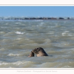 Observation de phoques gris en baie de Somme. A marée haute, les phoques viennent s'ébattre dans une anse naturelle à proximité des promeneurs. Saison : hiver - Lieu : Plages de la Maye, Le Crotoy, Baie de Somme, Somme,Picardie, Hauts-de-France, France. Observation of gray seals in the Bay of the Somme. At high tide, the seals come to frolic in a natural cove near the walkers. Season: winter - Location: Maye Beaches, Le Crotoy, Somme Bay, Somme, Picardy Hauts-de-France, France