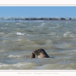 Observation de phoques gris en baie de Somme. A marée haute, les phoques viennent s'ébattre dans une anse naturelle à proximité des promeneurs. Saison : hiver - Lieu : Plages de la Maye, Le Crotoy, Baie de Somme, Somme,Picardie, Hauts-de-France, France. Observation of gray seals in the Bay of the Somme. At high tide, the seals come to frolic in a natural cove near the walkers. Season: winter - Location: Maye Beaches, Le Crotoy, Somme Bay, Somme, Picardy Hauts-de-France, France