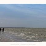 Observation de phoques gris en baie de Somme. A marée haute, les phoques viennent s'ébattre dans une anse naturelle à proximité des promeneurs. Saison : hiver - Lieu : Plages de la Maye, Le Crotoy, Baie de Somme, Somme,Picardie, Hauts-de-France, France. Observation of gray seals in the Bay of the Somme. At high tide, the seals come to frolic in a natural cove near the walkers. Season: winter - Location: Maye Beaches, Le Crotoy, Somme Bay, Somme, Picardy Hauts-de-France, France