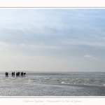 Observation de phoques gris en baie de Somme. A marée haute, les phoques viennent s'ébattre dans une anse naturelle à proximité des promeneurs. Saison : hiver - Lieu : Plages de la Maye, Le Crotoy, Baie de Somme, Somme,Picardie, Hauts-de-France, France. Observation of gray seals in the Bay of the Somme. At high tide, the seals come to frolic in a natural cove near the walkers. Season: winter - Location: Maye Beaches, Le Crotoy, Somme Bay, Somme, Picardy Hauts-de-France, France