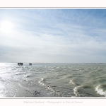 Observation de phoques gris en baie de Somme. A marée haute, les phoques viennent s'ébattre dans une anse naturelle à proximité des promeneurs. Saison : hiver - Lieu : Plages de la Maye, Le Crotoy, Baie de Somme, Somme,Picardie, Hauts-de-France, France. Observation of gray seals in the Bay of the Somme. At high tide, the seals come to frolic in a natural cove near the walkers. Season: winter - Location: Maye Beaches, Le Crotoy, Somme Bay, Somme, Picardy Hauts-de-France, France