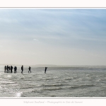 Observation de phoques gris en baie de Somme. A marée haute, les phoques viennent s'ébattre dans une anse naturelle à proximité des promeneurs. Saison : hiver - Lieu : Plages de la Maye, Le Crotoy, Baie de Somme, Somme,Picardie, Hauts-de-France, France. Observation of gray seals in the Bay of the Somme. At high tide, the seals come to frolic in a natural cove near the walkers. Season: winter - Location: Maye Beaches, Le Crotoy, Somme Bay, Somme, Picardy Hauts-de-France, France