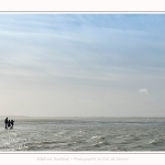 Observation de phoques gris en baie de Somme. A marée haute, les phoques viennent s'ébattre dans une anse naturelle à proximité des promeneurs. Saison : hiver - Lieu : Plages de la Maye, Le Crotoy, Baie de Somme, Somme,Picardie, Hauts-de-France, France. Observation of gray seals in the Bay of the Somme. At high tide, the seals come to frolic in a natural cove near the walkers. Season: winter - Location: Maye Beaches, Le Crotoy, Somme Bay, Somme, Picardy Hauts-de-France, France