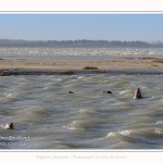 Observation de phoques gris en baie de Somme. A marée haute, les phoques viennent s'ébattre dans une anse naturelle à proximité des promeneurs. Saison : hiver - Lieu : Plages de la Maye, Le Crotoy, Baie de Somme, Somme,Picardie, Hauts-de-France, France. Observation of gray seals in the Bay of the Somme. At high tide, the seals come to frolic in a natural cove near the walkers. Season: winter - Location: Maye Beaches, Le Crotoy, Somme Bay, Somme, Picardy Hauts-de-France, France