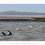 Observation de phoques gris en baie de Somme. A marée haute, les phoques viennent s'ébattre dans une anse naturelle à proximité des promeneurs. Saison : hiver - Lieu : Plages de la Maye, Le Crotoy, Baie de Somme, Somme,Picardie, Hauts-de-France, France. Observation of gray seals in the Bay of the Somme. At high tide, the seals come to frolic in a natural cove near the walkers. Season: winter - Location: Maye Beaches, Le Crotoy, Somme Bay, Somme, Picardy Hauts-de-France, France