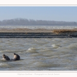 Observation de phoques gris en baie de Somme. A marée haute, les phoques viennent s'ébattre dans une anse naturelle à proximité des promeneurs. Saison : hiver - Lieu : Plages de la Maye, Le Crotoy, Baie de Somme, Somme,Picardie, Hauts-de-France, France. Observation of gray seals in the Bay of the Somme. At high tide, the seals come to frolic in a natural cove near the walkers. Season: winter - Location: Maye Beaches, Le Crotoy, Somme Bay, Somme, Picardy Hauts-de-France, France