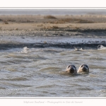 Observation de phoques gris en baie de Somme. A marée haute, les phoques viennent s'ébattre dans une anse naturelle à proximité des promeneurs. Saison : hiver - Lieu : Plages de la Maye, Le Crotoy, Baie de Somme, Somme,Picardie, Hauts-de-France, France. Observation of gray seals in the Bay of the Somme. At high tide, the seals come to frolic in a natural cove near the walkers. Season: winter - Location: Maye Beaches, Le Crotoy, Somme Bay, Somme, Picardy Hauts-de-France, France