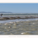 Observation de phoques gris en baie de Somme. A marée haute, les phoques viennent s'ébattre dans une anse naturelle à proximité des promeneurs. Saison : hiver - Lieu : Plages de la Maye, Le Crotoy, Baie de Somme, Somme,Picardie, Hauts-de-France, France. Observation of gray seals in the Bay of the Somme. At high tide, the seals come to frolic in a natural cove near the walkers. Season: winter - Location: Maye Beaches, Le Crotoy, Somme Bay, Somme, Picardy Hauts-de-France, France