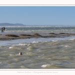 Observation de phoques gris en baie de Somme. A marée haute, les phoques viennent s'ébattre dans une anse naturelle à proximité des promeneurs. Saison : hiver - Lieu : Plages de la Maye, Le Crotoy, Baie de Somme, Somme,Picardie, Hauts-de-France, France. Observation of gray seals in the Bay of the Somme. At high tide, the seals come to frolic in a natural cove near the walkers. Season: winter - Location: Maye Beaches, Le Crotoy, Somme Bay, Somme, Picardy Hauts-de-France, France