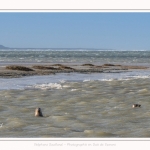 Observation de phoques gris en baie de Somme. A marée haute, les phoques viennent s'ébattre dans une anse naturelle à proximité des promeneurs. Saison : hiver - Lieu : Plages de la Maye, Le Crotoy, Baie de Somme, Somme,Picardie, Hauts-de-France, France. Observation of gray seals in the Bay of the Somme. At high tide, the seals come to frolic in a natural cove near the walkers. Season: winter - Location: Maye Beaches, Le Crotoy, Somme Bay, Somme, Picardy Hauts-de-France, France