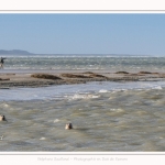 Observation de phoques gris en baie de Somme. A marée haute, les phoques viennent s'ébattre dans une anse naturelle à proximité des promeneurs. Saison : hiver - Lieu : Plages de la Maye, Le Crotoy, Baie de Somme, Somme,Picardie, Hauts-de-France, France. Observation of gray seals in the Bay of the Somme. At high tide, the seals come to frolic in a natural cove near the walkers. Season: winter - Location: Maye Beaches, Le Crotoy, Somme Bay, Somme, Picardy Hauts-de-France, France