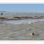 Observation de phoques gris en baie de Somme. A marée haute, les phoques viennent s'ébattre dans une anse naturelle à proximité des promeneurs. Saison : hiver - Lieu : Plages de la Maye, Le Crotoy, Baie de Somme, Somme,Picardie, Hauts-de-France, France. Observation of gray seals in the Bay of the Somme. At high tide, the seals come to frolic in a natural cove near the walkers. Season: winter - Location: Maye Beaches, Le Crotoy, Somme Bay, Somme, Picardy Hauts-de-France, France