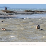 Observation de phoques gris en baie de Somme. A marée haute, les phoques viennent s'ébattre dans une anse naturelle à proximité des promeneurs. Saison : hiver - Lieu : Plages de la Maye, Le Crotoy, Baie de Somme, Somme,Picardie, Hauts-de-France, France. Observation of gray seals in the Bay of the Somme. At high tide, the seals come to frolic in a natural cove near the walkers. Season: winter - Location: Maye Beaches, Le Crotoy, Somme Bay, Somme, Picardy Hauts-de-France, France