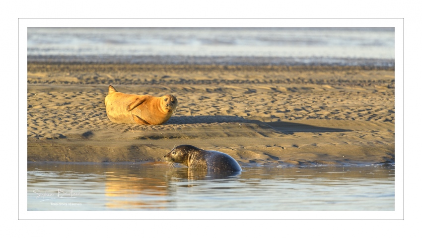 veau marin (Phoca vitulina) sur les bans de sable