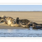 France, Pas-de-Calais (62), Côte d'opale, Berck-sur-mer, phoque gris (Halichoerus grypus) au repos sur les bancs de sable en baie d'Authie // France, Pas-de-Calais (62), Opal Coast, Berck-sur-mer, grey seal (Halichoerus grypus) resting on sandbanks in the Bay of Authie