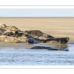 France, Pas-de-Calais (62), Côte d'opale, Berck-sur-mer, phoque gris (Halichoerus grypus) au repos sur les bancs de sable en baie d'Authie // France, Pas-de-Calais (62), Opal Coast, Berck-sur-mer, grey seal (Halichoerus grypus) resting on sandbanks in the Bay of Authie