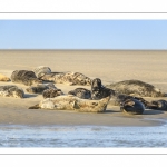 France, Pas-de-Calais (62), Côte d'opale, Berck-sur-mer, phoque gris (Halichoerus grypus) au repos sur les bancs de sable en baie d'Authie // France, Pas-de-Calais (62), Opal Coast, Berck-sur-mer, grey seal (Halichoerus grypus) resting on sandbanks in the Bay of Authie