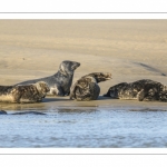 France, Pas-de-Calais (62), Côte d'opale, Berck-sur-mer, phoque gris (Halichoerus grypus) au repos sur les bancs de sable en baie d'Authie // France, Pas-de-Calais (62), Opal Coast, Berck-sur-mer, grey seal (Halichoerus grypus) resting on sandbanks in the Bay of Authie