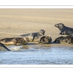 France, Pas-de-Calais (62), Côte d'opale, Berck-sur-mer, phoque gris (Halichoerus grypus) au repos sur les bancs de sable en baie d'Authie // France, Pas-de-Calais (62), Opal Coast, Berck-sur-mer, grey seal (Halichoerus grypus) resting on sandbanks in the Bay of Authie