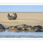 France, Pas-de-Calais (62), Côte d'opale, Berck-sur-mer, phoque gris (Halichoerus grypus) au repos sur les bancs de sable en baie d'Authie // France, Pas-de-Calais (62), Opal Coast, Berck-sur-mer, grey seal (Halichoerus grypus) resting on sandbanks in the Bay of Authie