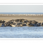 France, Pas-de-Calais (62), Côte d'opale, Berck-sur-mer, phoque gris (Halichoerus grypus) au repos sur les bancs de sable en baie d'Authie // France, Pas-de-Calais (62), Opal Coast, Berck-sur-mer, grey seal (Halichoerus grypus) resting on sandbanks in the Bay of Authie