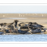 France, Pas-de-Calais (62), Côte d'opale, Berck-sur-mer, phoque gris (Halichoerus grypus) au repos sur les bancs de sable en baie d'Authie // France, Pas-de-Calais (62), Opal Coast, Berck-sur-mer, grey seal (Halichoerus grypus) resting on sandbanks in the Bay of Authie