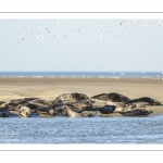 France, Pas-de-Calais (62), Côte d'opale, Berck-sur-mer, phoque gris (Halichoerus grypus) au repos sur les bancs de sable en baie d'Authie // France, Pas-de-Calais (62), Opal Coast, Berck-sur-mer, grey seal (Halichoerus grypus) resting on sandbanks in the Bay of Authie