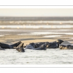 France, Pas-de-Calais (62), Côte d'opale, Berck-sur-mer, phoque gris (Halichoerus grypus) au repos sur les bancs de sable en baie d'Authie // France, Pas-de-Calais (62), Opal Coast, Berck-sur-mer, grey seal (Halichoerus grypus) resting on sandbanks in the Bay of Authie