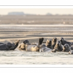 France, Pas-de-Calais (62), Côte d'opale, Berck-sur-mer, phoque gris (Halichoerus grypus) au repos sur les bancs de sable en baie d'Authie // France, Pas-de-Calais (62), Opal Coast, Berck-sur-mer, grey seal (Halichoerus grypus) resting on sandbanks in the Bay of Authie