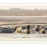France, Pas-de-Calais (62), Côte d'opale, Berck-sur-mer, phoque gris (Halichoerus grypus) au repos sur les bancs de sable en baie d'Authie // France, Pas-de-Calais (62), Opal Coast, Berck-sur-mer, grey seal (Halichoerus grypus) resting on sandbanks in the Bay of Authie