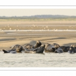 France, Pas-de-Calais (62), Côte d'opale, Berck-sur-mer, phoque gris (Halichoerus grypus) au repos sur les bancs de sable en baie d'Authie // France, Pas-de-Calais (62), Opal Coast, Berck-sur-mer, grey seal (Halichoerus grypus) resting on sandbanks in the Bay of Authie