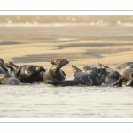 France, Pas-de-Calais (62), Côte d'opale, Berck-sur-mer, phoque gris (Halichoerus grypus) au repos sur les bancs de sable en baie d'Authie // France, Pas-de-Calais (62), Opal Coast, Berck-sur-mer, grey seal (Halichoerus grypus) resting on sandbanks in the Bay of Authie