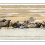 France, Pas-de-Calais (62), Côte d'opale, Berck-sur-mer, phoque gris (Halichoerus grypus) au repos sur les bancs de sable en baie d'Authie // France, Pas-de-Calais (62), Opal Coast, Berck-sur-mer, grey seal (Halichoerus grypus) resting on sandbanks in the Bay of Authie