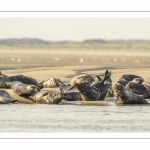 France, Pas-de-Calais (62), Côte d'opale, Berck-sur-mer, phoque gris (Halichoerus grypus) au repos sur les bancs de sable en baie d'Authie // France, Pas-de-Calais (62), Opal Coast, Berck-sur-mer, grey seal (Halichoerus grypus) resting on sandbanks in the Bay of Authie