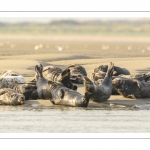 France, Pas-de-Calais (62), Côte d'opale, Berck-sur-mer, phoque gris (Halichoerus grypus) au repos sur les bancs de sable en baie d'Authie // France, Pas-de-Calais (62), Opal Coast, Berck-sur-mer, grey seal (Halichoerus grypus) resting on sandbanks in the Bay of Authie