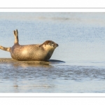 phoque commun, ou veau marin (Phoca vitulina)