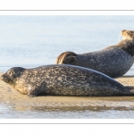 phoque commun, ou veau marin (Phoca vitulina)