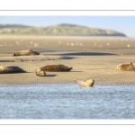 phoque commun, ou veau marin (Phoca vitulina)