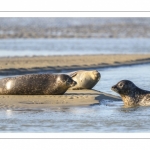 phoque commun, ou veau marin (Phoca vitulina)