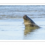 phoque commun, ou veau marin (Phoca vitulina)