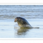 phoque commun, ou veau marin (Phoca vitulina)