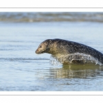 phoque commun, ou veau marin (Phoca vitulina)