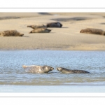 phoque commun, ou veau marin (Phoca vitulina)