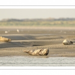 phoque commun, ou veau marin (Phoca vitulina)