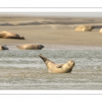 phoque commun, ou veau marin (Phoca vitulina)