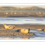 veau marin (Phoca vitulina) sur les bans de sable