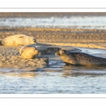 veau marin (Phoca vitulina) sur les bans de sable